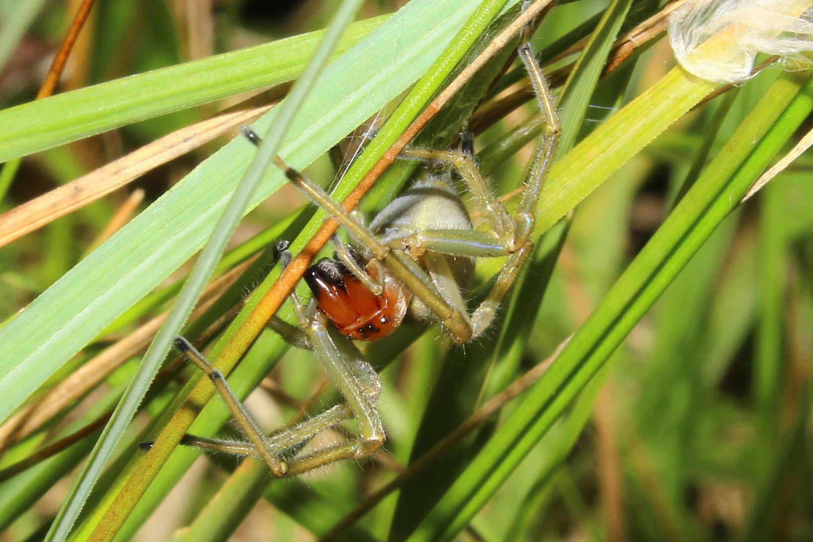 Cheiracanthium punctorium - Monte Beigua, Prariondo (GE)